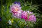 USA, Colorado, Fort Collins. Dahlia flowers close-up. Art Print